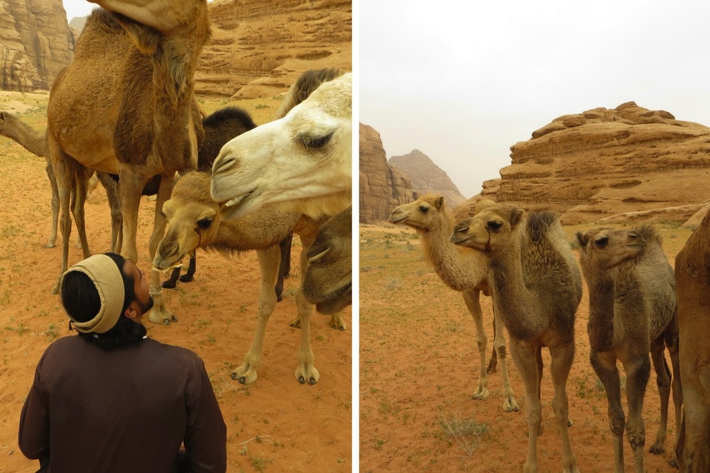 Wadi Rum Kamel