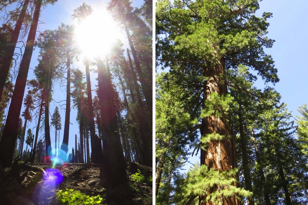 Yosemite Park Sequoia Bäume