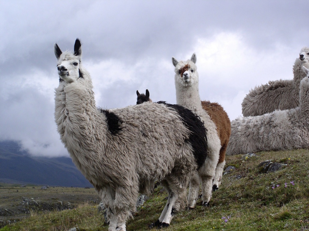 Lamas in Ecuador