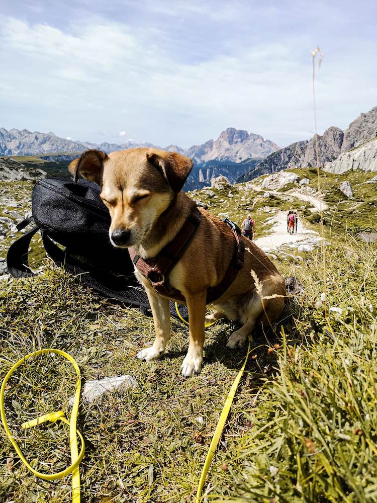 Bild von unserem Hund in Südtirol